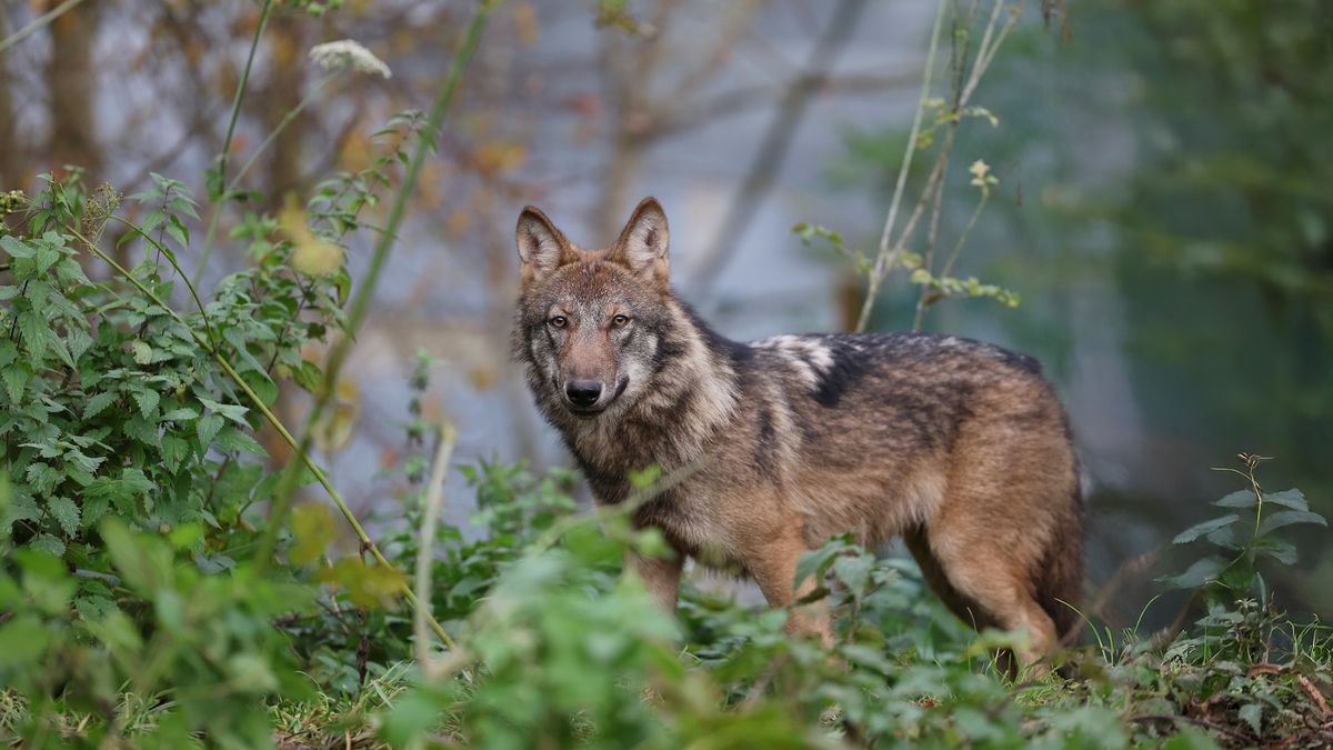 Pohybuje se zde menší skupina tří vlků, upozornil obyvatele úřad v Novém Boru